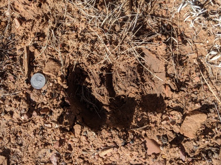 Paw print in semi soft mud . Quarter on left s