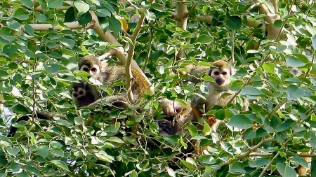 Monkey Village Exhibit at Phoenix Zoo