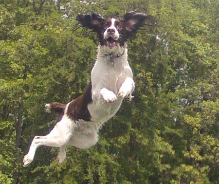 Bill's Browning Bocefus "BO" my Springer