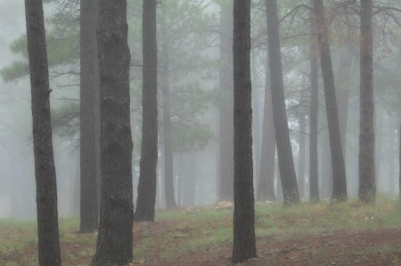 Fog in the Woods - State of Maine 