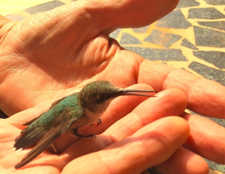 Revival of a hummingbird