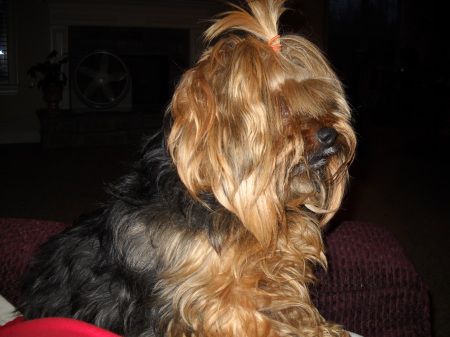 Bailey-our spoiled Yorkie, before Bubba cut his hair