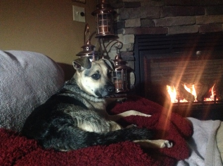 Roxy hanging out by fireplace watching Oscars
