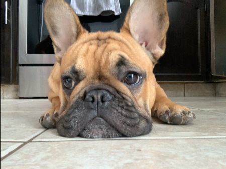 My Frenchie Diesel taking a break