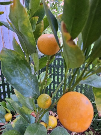 Oranges - Calamondin