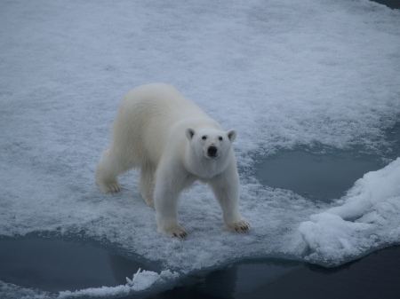 Polar Bear in Svalbard, Norway 2007