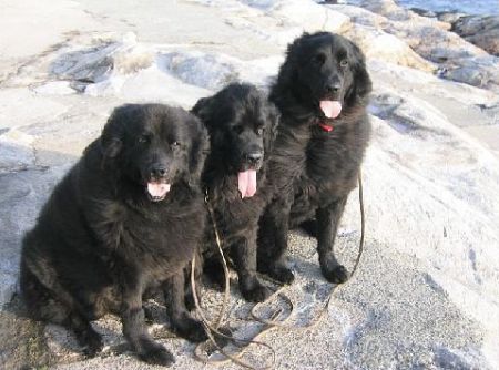 Three beasts at Easter Point in Groton, CT