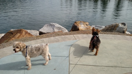 My two pups at Sandpoint ID