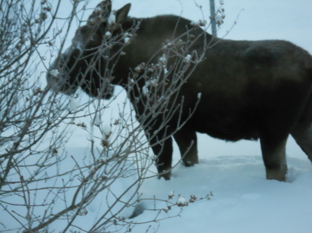 moose in yard Feb 2012