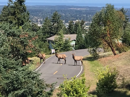 Elk crossing Ravens Ridge Rd.