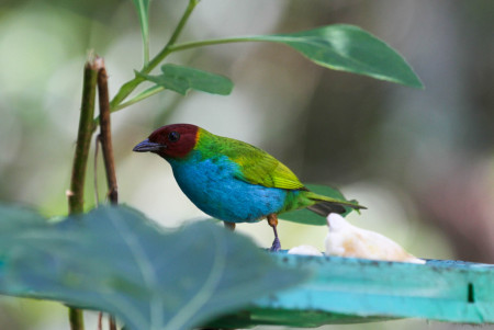 Bay-headed Tanager