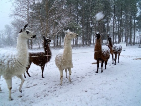 Llamas don't let yer babies grow up 2B cowtoys