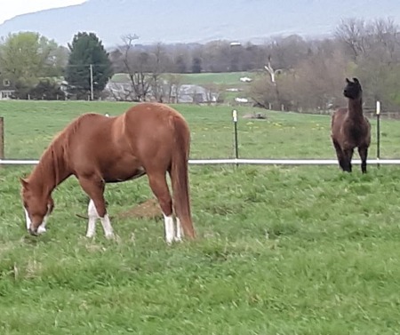 My backyard.  Gizmo & Sebastian