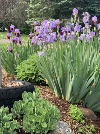 Spring Irises in bloom