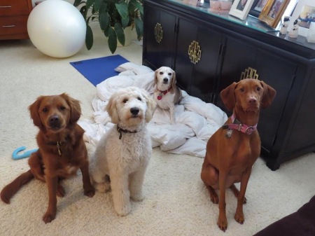 Our beautiful pooch family!