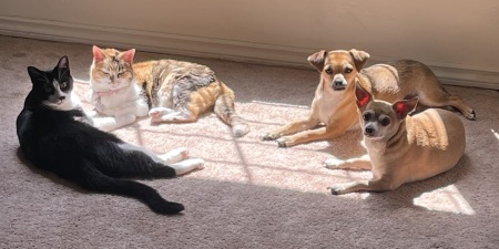 Sun Bathing Fur Babies 