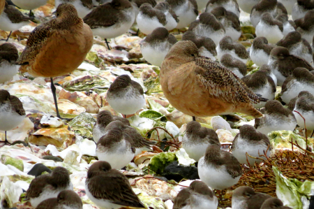 Shorebirds at Bay Center