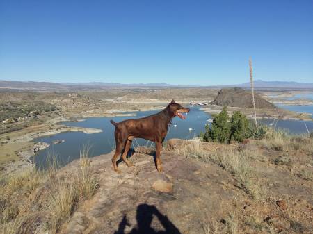 Ocho Overlooking Elephant Butte Lake