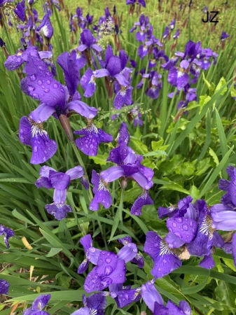 Irises after the Morning rain