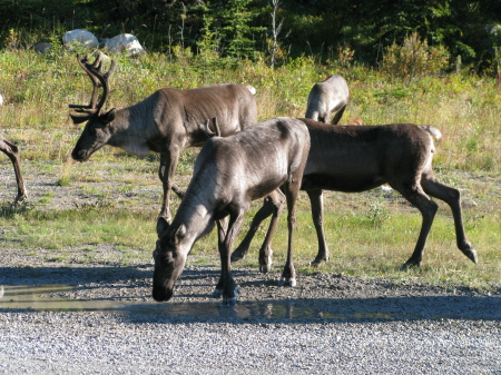 Woodland Caribou