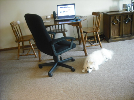 My new computer chair & Zeus 6-17-12