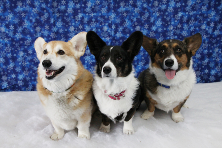 My three corgis, Christmas 2012