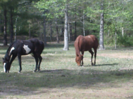 Two of my large pets in the yard