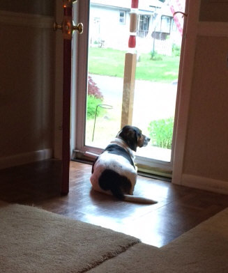 OUR WATCHDOG...