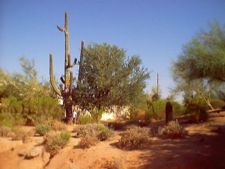 300 yr ild Saguaro on our Property