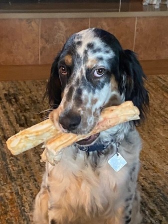 Billy Boy my 1yr old Lewellyn Setter