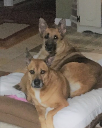 My Sweet Abby and Bella