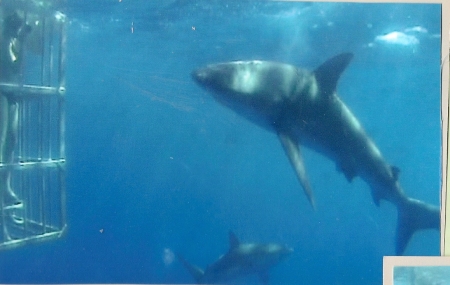 Galapagos Shark Adventure  Part 5