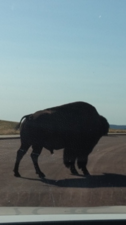 Black Hills National Forest