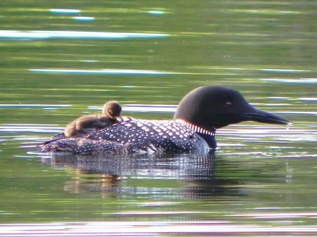 Momma Loon w/Baby