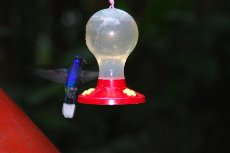 Front yard humming bird