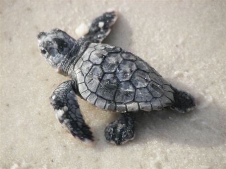 William Wargo's album, Alligator Point Sea Turtle Patrol 