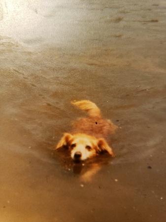 My dog Chicken swimming in Vasona Lake