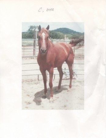 MY HORSE "C" HER REALL NAME IS TEXAS BABY