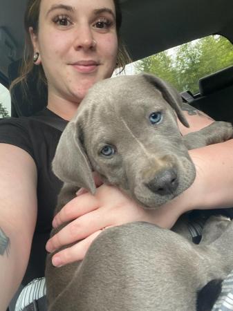 Daughter Lena Shepherd and Hippo