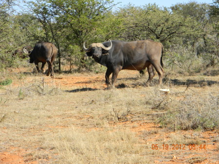 Cape Buffalo