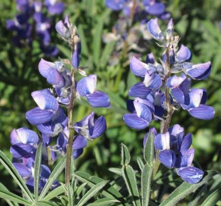 Blue Lupine