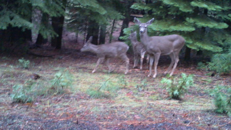 Deer at our house