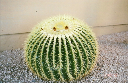 The most perfect barrel cactus