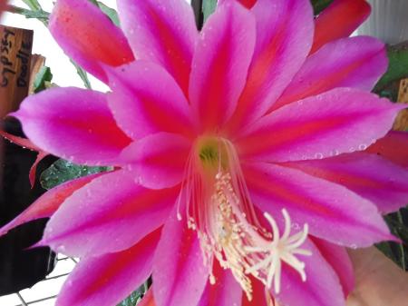 epiphyllum "camp robber"