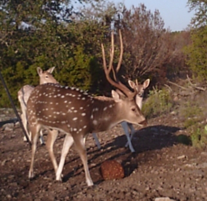 Young Axis Buck on our Ranch in Sonora