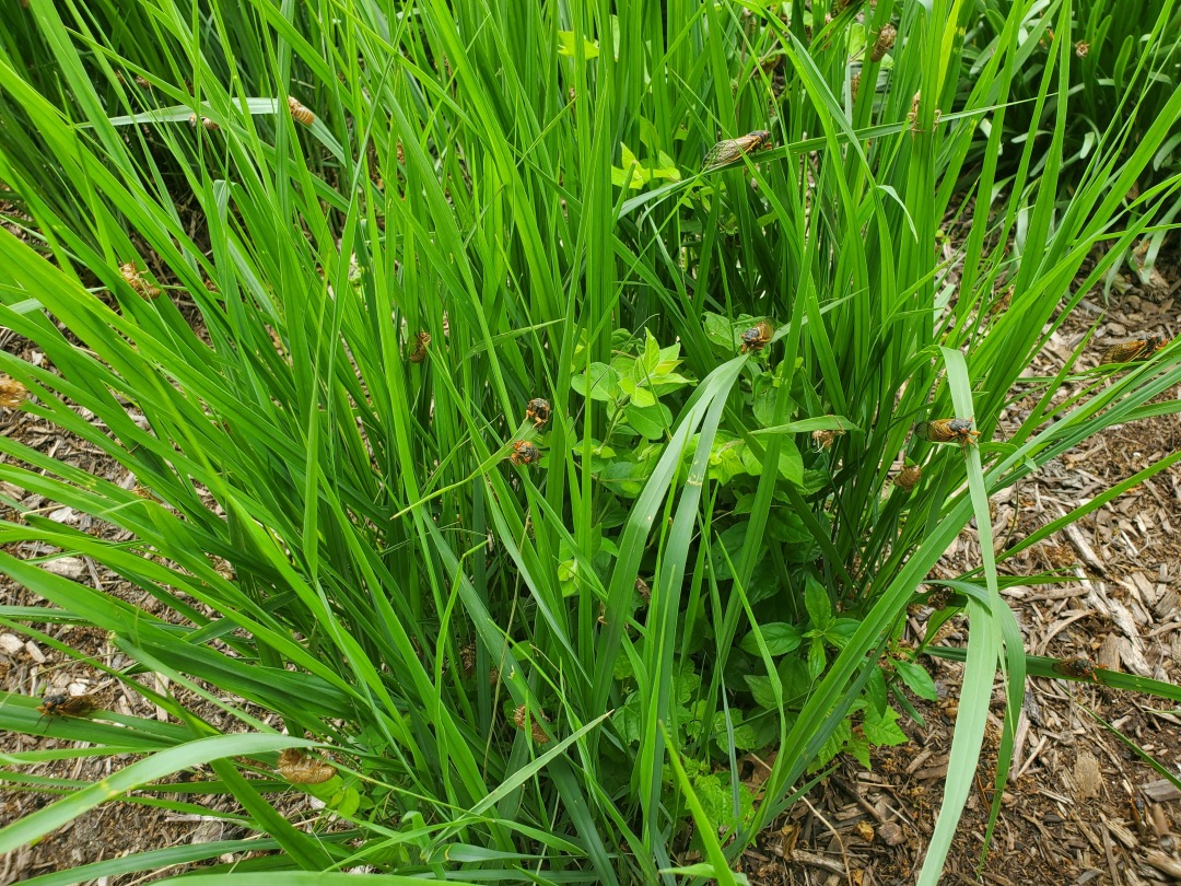 Cicada invasion 5/24/24