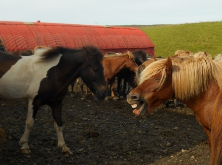 Jimmie Crowe's album, Iceland- Golden Cicle trek