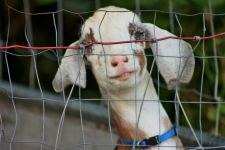 Gail Proven's album, Farm Photos