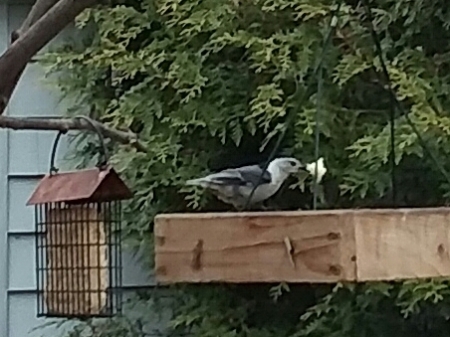 Doves in backyard bird feeder