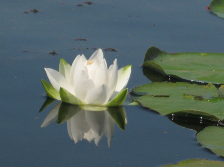 Lilly Pad